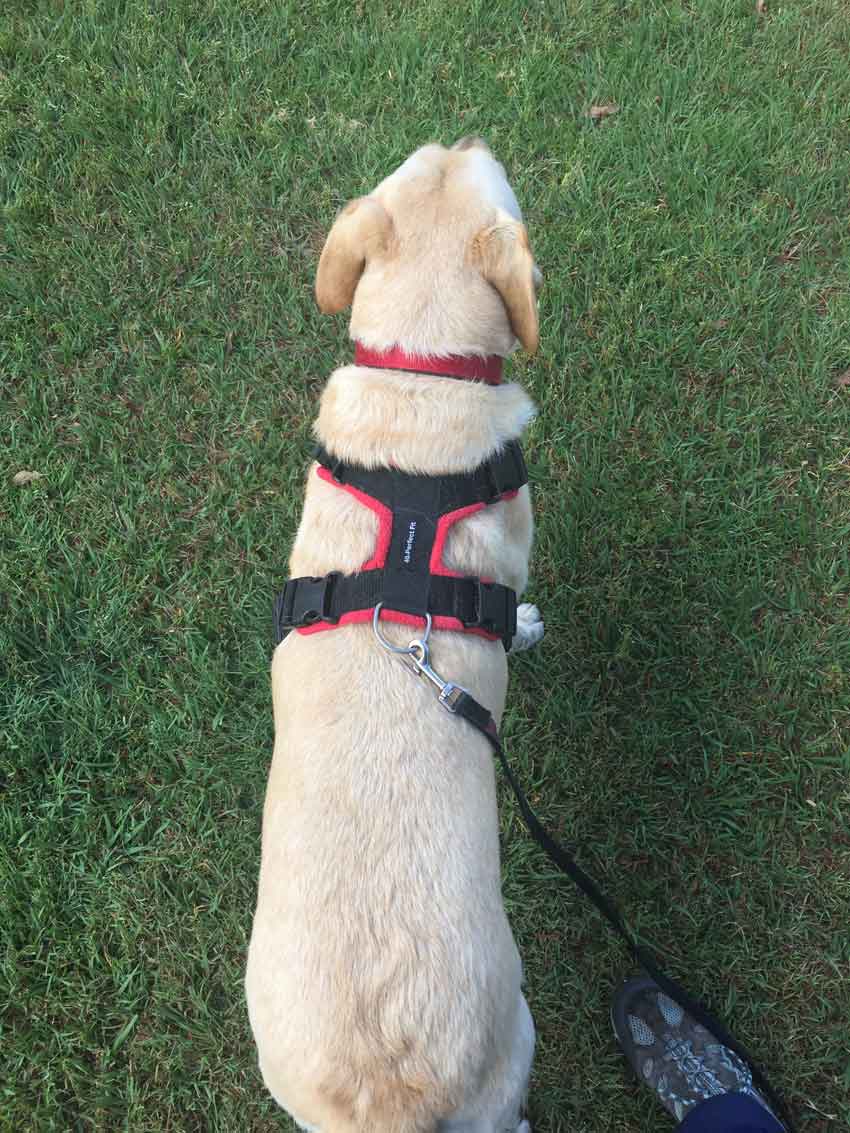 Perfect Fit Harness | Safe Dog Harness Brisbane